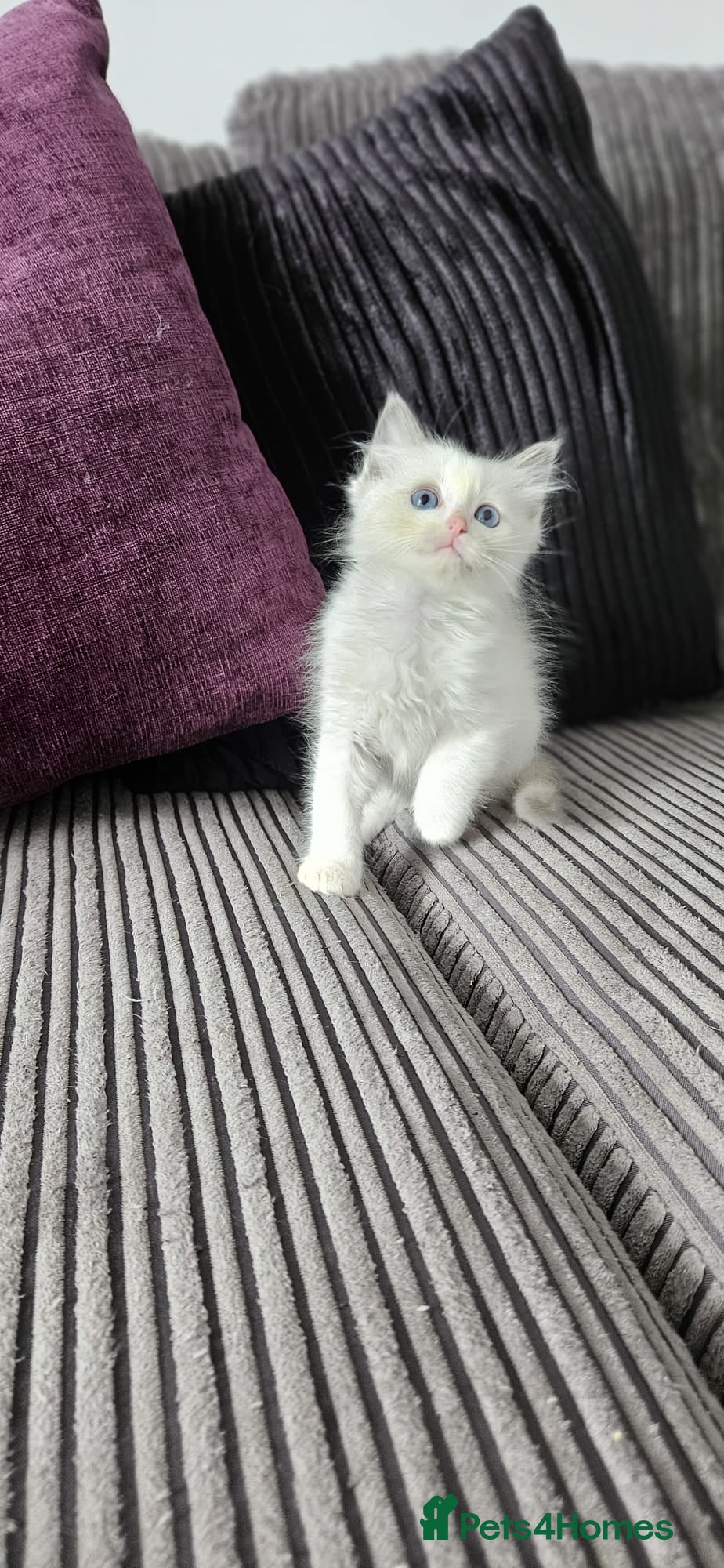 Ragdoll cats Stunning ragdoll kittens looking for new homes - Advert 9