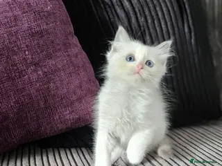 Ragdoll cats Stunning ragdoll kittens looking for new homes - Advert 13
