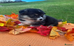 Welsh Corgi Pembroke dogs for sale: Champion Show quality stunning Corgi Puppies - Image 15