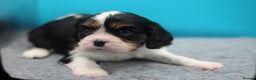 Cavalier King Charles Spaniel dogs for sale: Champion lines, heart/health tested, KC registered - Advert 33