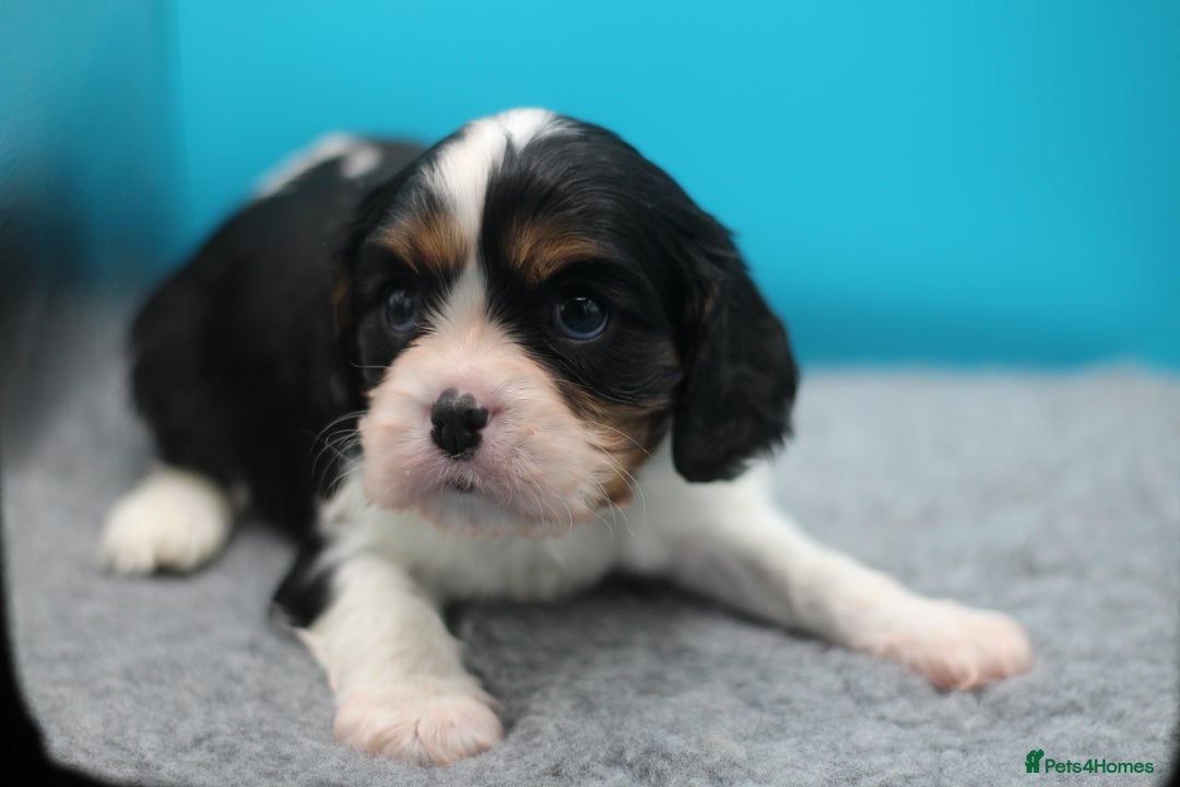 Cavalier King Charles Spaniel dogs for sale: Champion lines, heart/health tested, KC registered - Advert 33