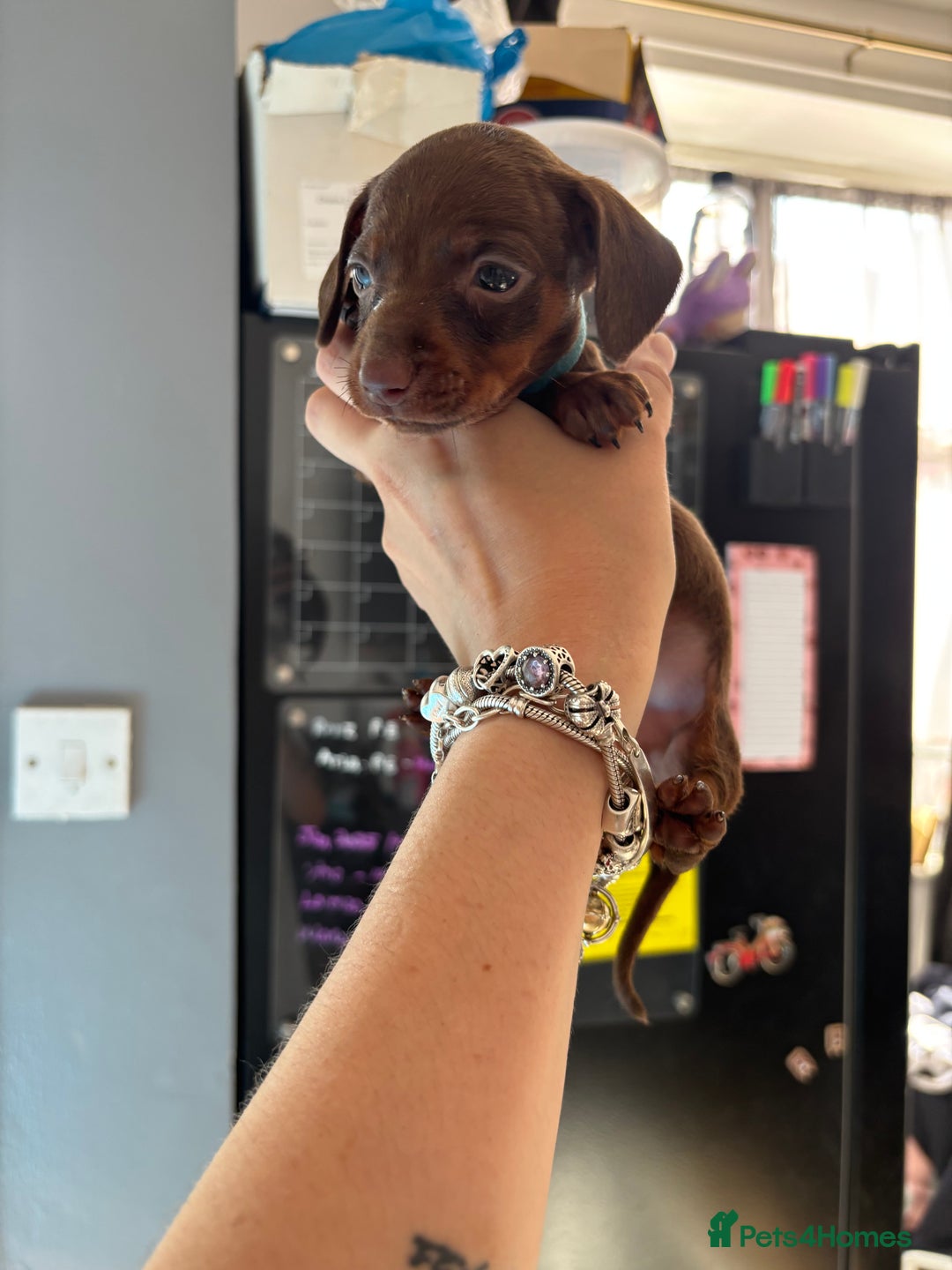 Miniature Dachshund dogs for sale: Beautiful miniature dachshunds  - Image 12