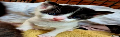 Mixed Breed Kitten 2