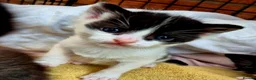 Mixed Breed cats for sale: Cute little kittens 😻😻😻 - Advert 13