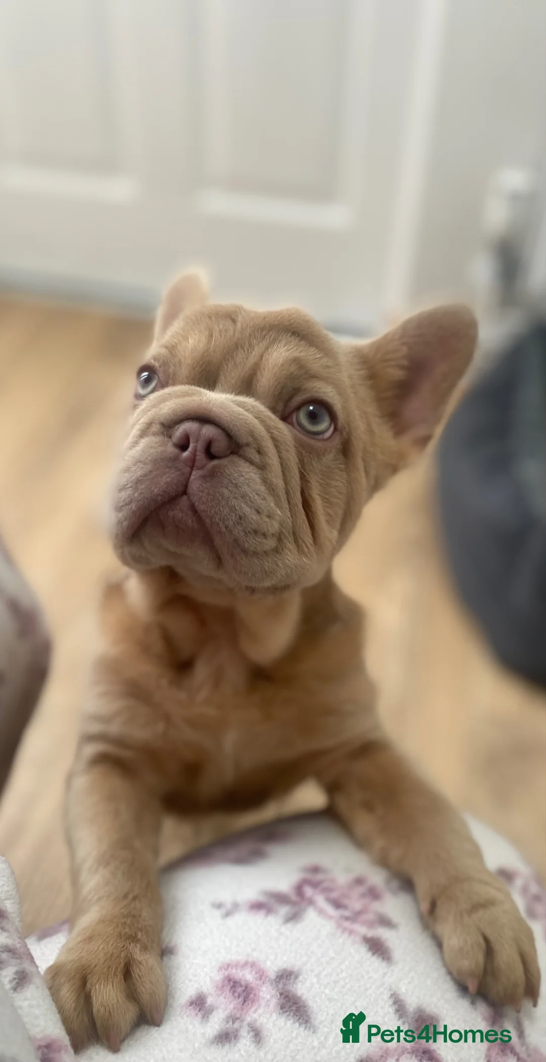 French Bulldog dogs for sale: Shaddy - Advert 1