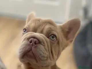 French Bulldog dogs Shaddy - Advert 1