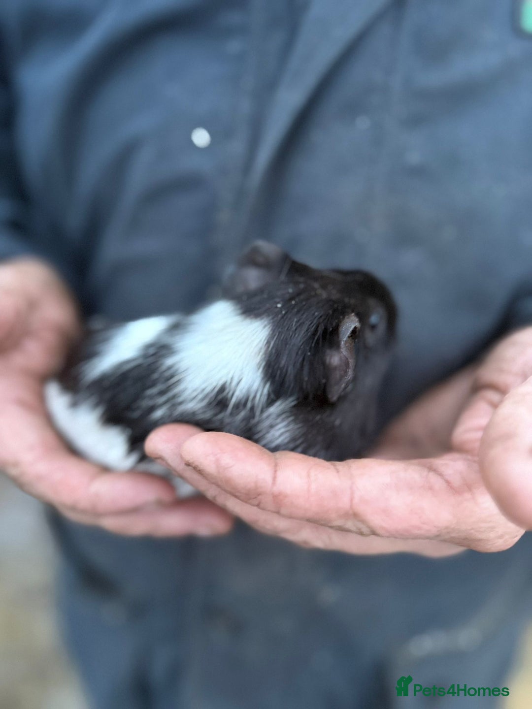 Guinea Pig rodents for sale: 20 lovely guinea pigs for sale  - Advert 25