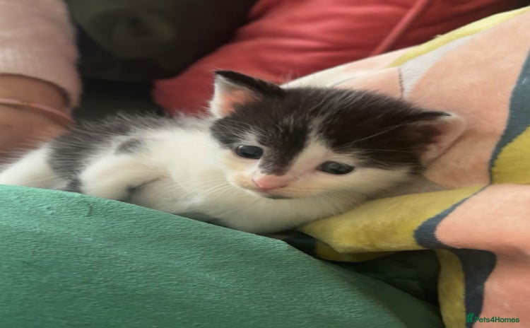 Domestic Shorthair cats - Advert 1