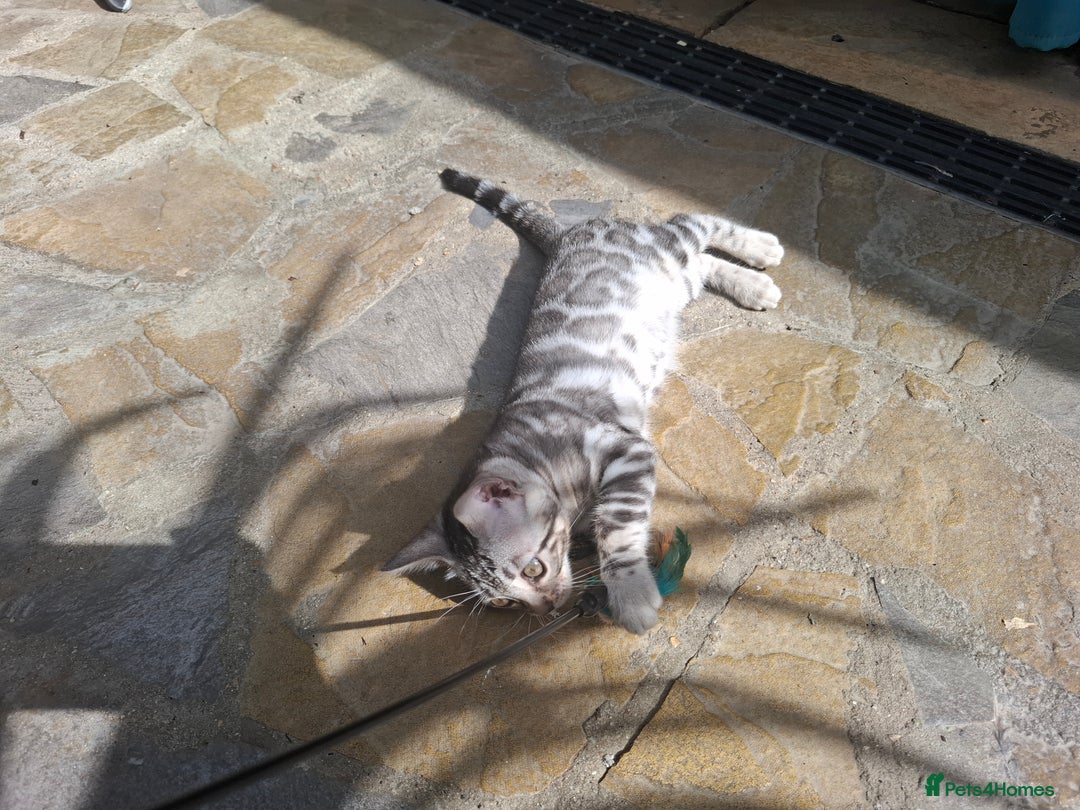 Bengal cats for sale: Show quality pure bengal kittens. - Image 11