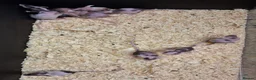 Mixed Breed reptiles for sale: Baby Fancy Pet Mice Females  - Advert 9