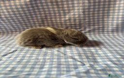 Mini Lop rabbits for sale: Pure bred mini lop babies  - Image 3