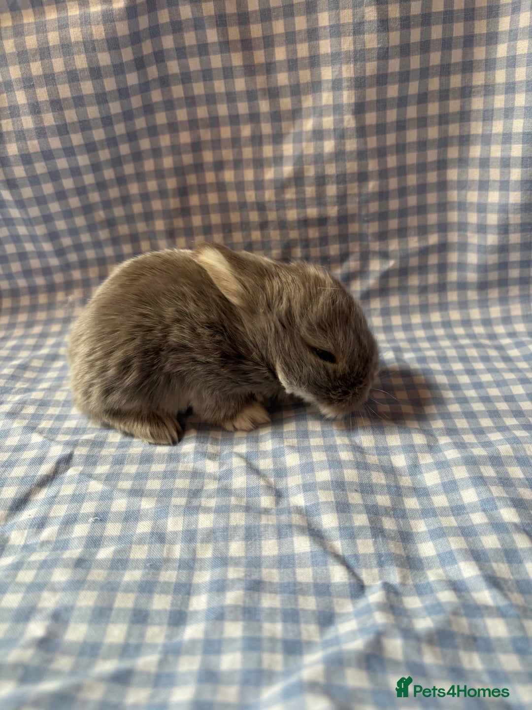 Mini Lop rabbits for sale: Pure bred mini lop babies  - Image 3