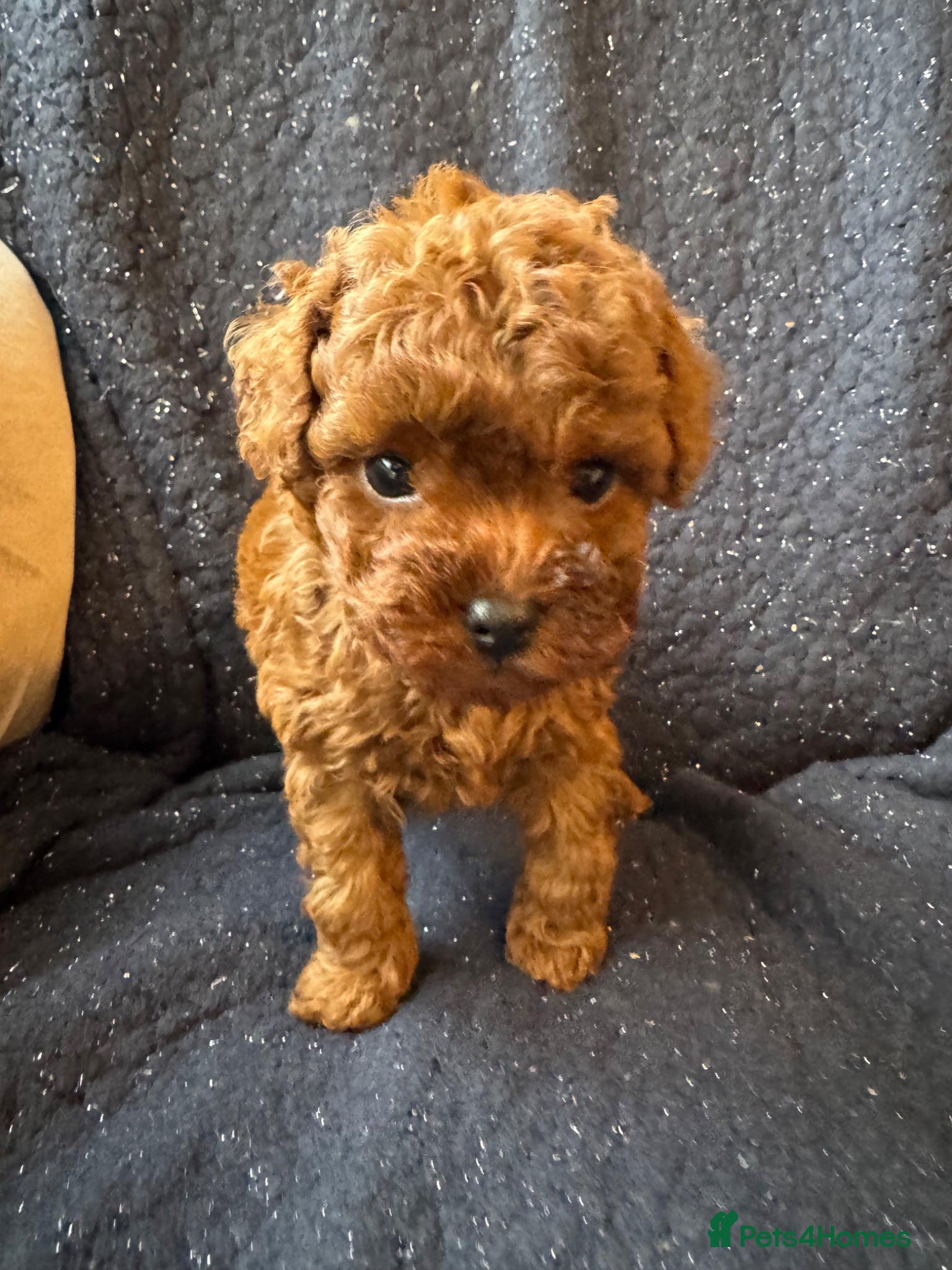 Toy Poodle dogs for sale: Asian Poodle Puppies WAITING LIST OPEN - Advert 4