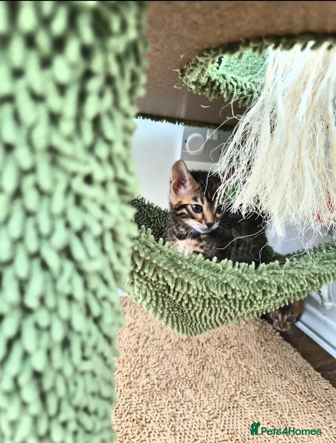 Bengal cats for sale: Bengal boy in Barnsley - Advert 2