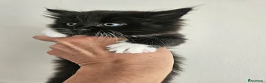 Domestic Shorthair Kitten 3