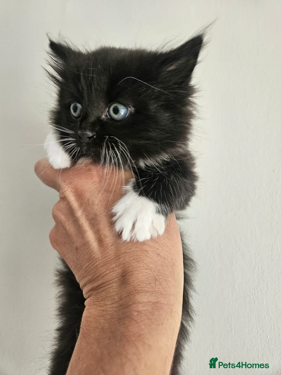 Domestic Shorthair cats for sale: Kittens 2 Boys 1 Girl  - Advert 1