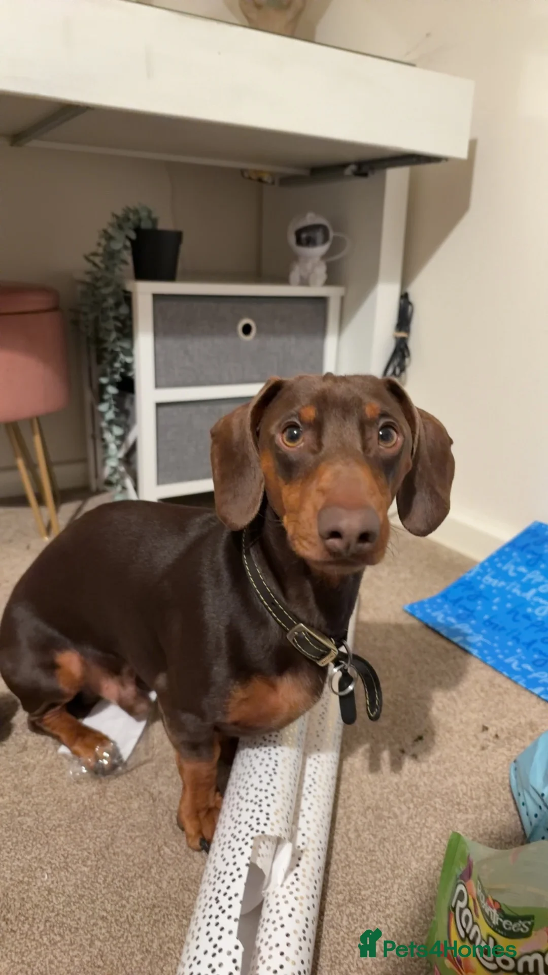 Dachshund dogs for stud: Bear❤️ in Kidderminster - Advert 2