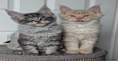Maine Coon cats - Advert 10
