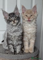 Maine Coon cats - Advert 10