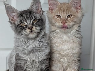 Maine Coon cats - Advert 6
