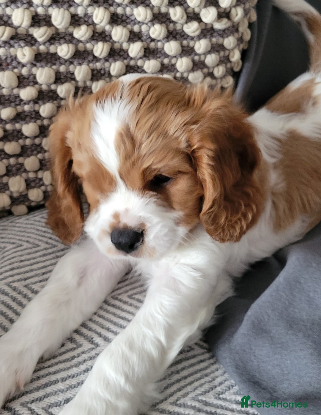 Cavalier King Charles Spaniel dogs for sale: Cavalier King Charles Spaniel Puppy - Image 4