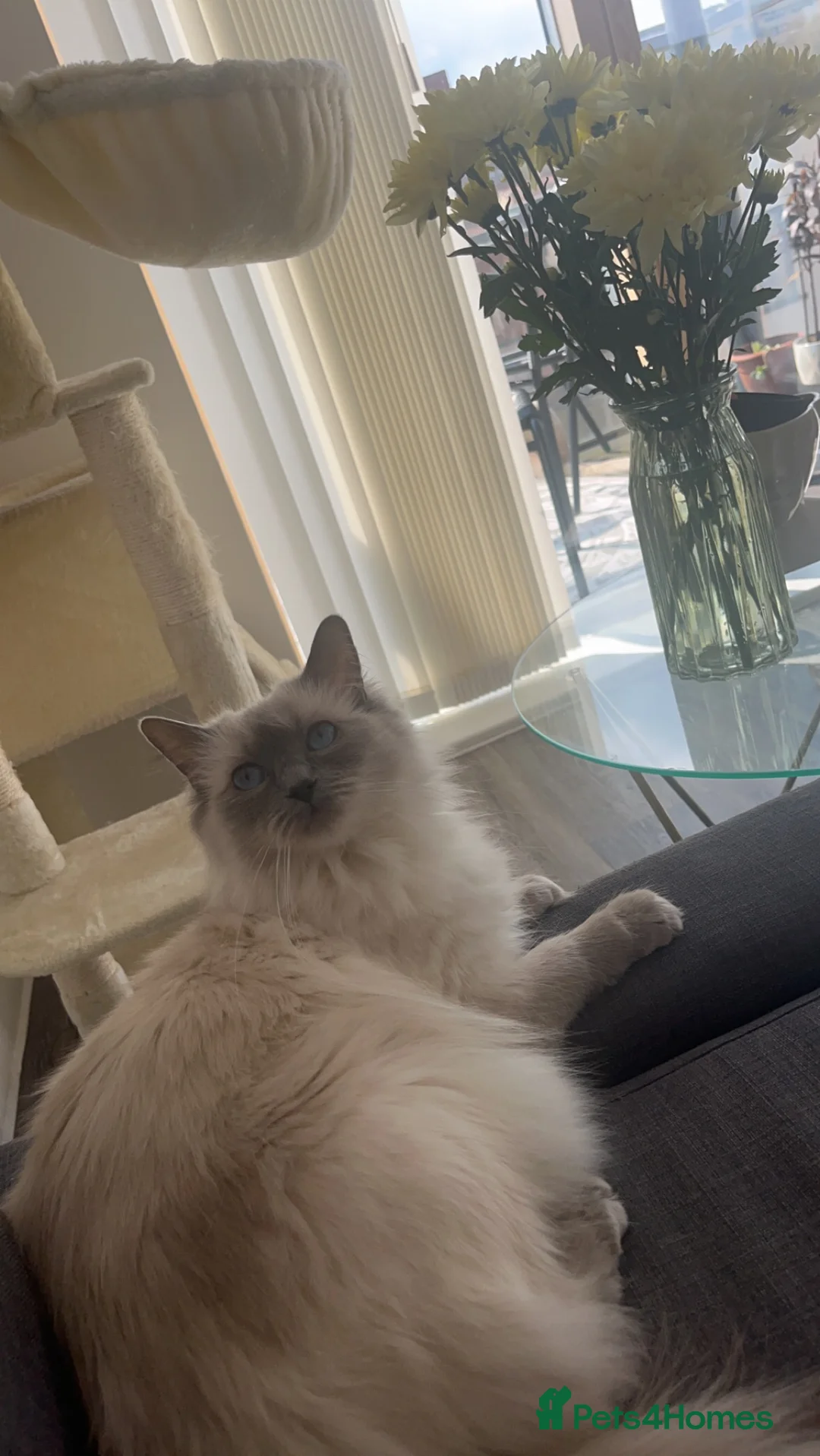 Ragdoll cats for sale: Beautiful Cuddly Purebred Kittens in Great Yarmouth - Advert 3