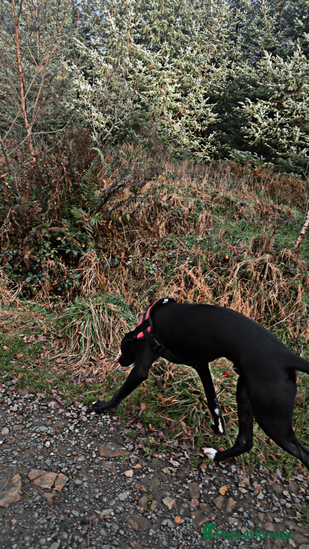 Lurcher dogs for sale: 10 Month Old Lurcher male for sale in Preston - Advert 2