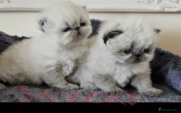 Persian cats for stud: GCCF REGISTERED PERSIAN STUD CHAMPION LINES PROVEN in London - Image 6