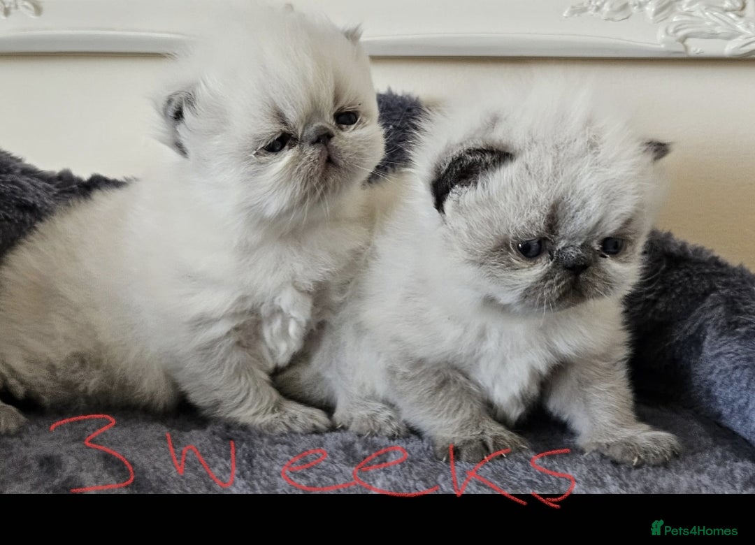 Persian cats for stud: GCCF REGISTERED PERSIAN STUD CHAMPION LINES PROVEN in London - Image 6