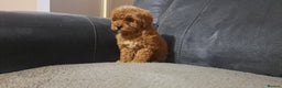 Toy Poodle dogs for sale: Toy poodle - Advert 19