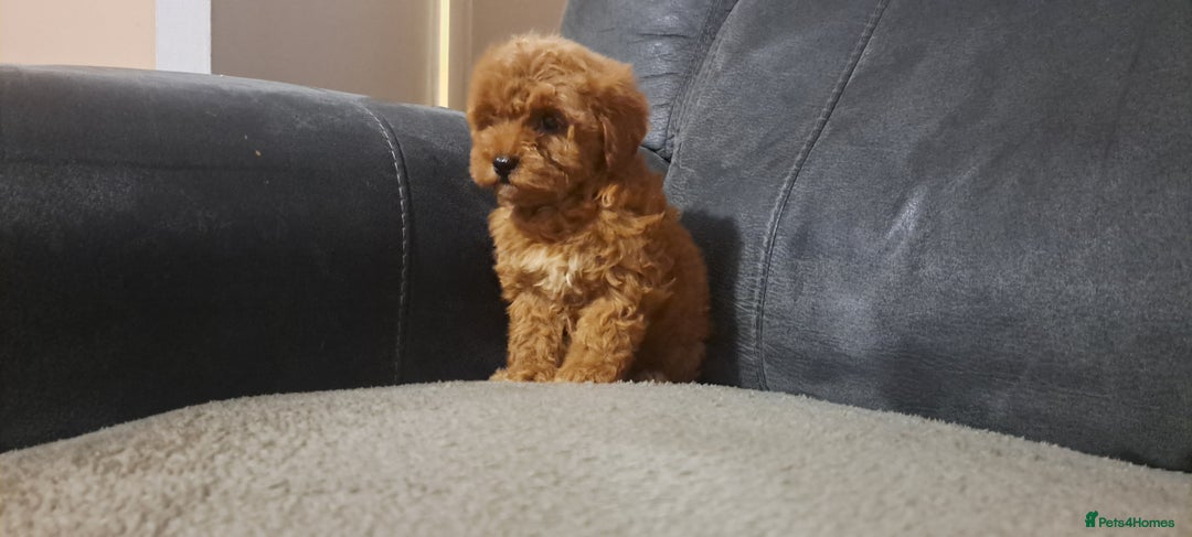 Toy Poodle dogs for sale: Toy poodle - Advert 19