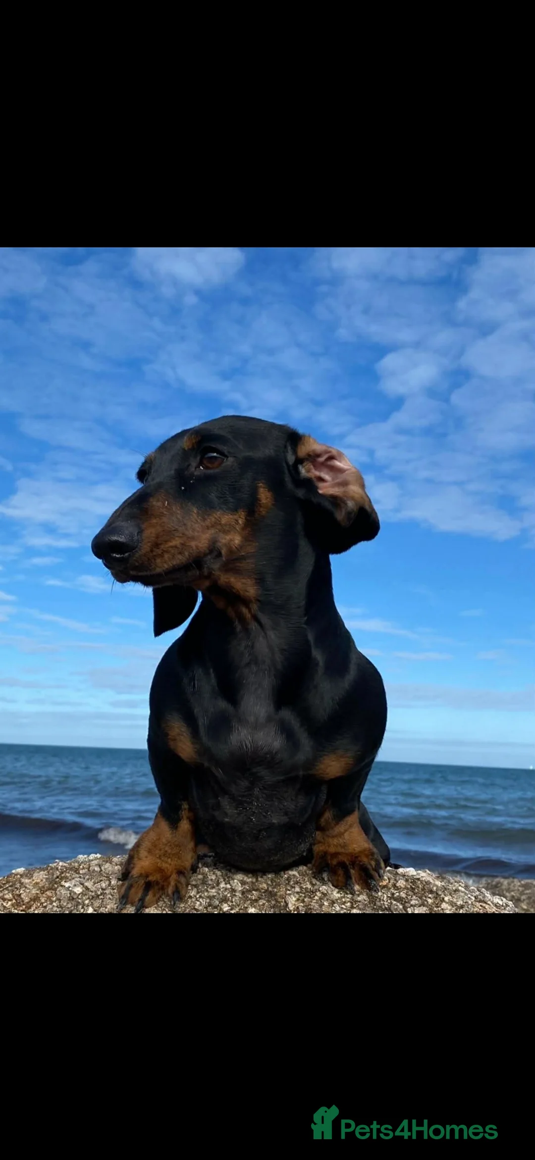 Miniature Dachshund dogs for sale: Superb 5 generation KC pedigree Mini Dachshunds 🐶 - Advert 27