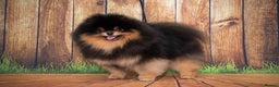 Pomeranian dogs for stud: Pomeranian Gentleman Available for Stud 🐾 - Advert 10