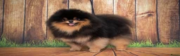 Pomeranian dogs for stud: Pomeranian Gentleman Available for Stud 🐾 - Advert 10