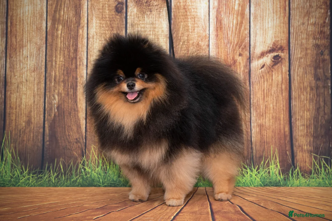 Pomeranian dogs for stud: Pomeranian Gentleman Available for Stud 🐾 - Advert 10