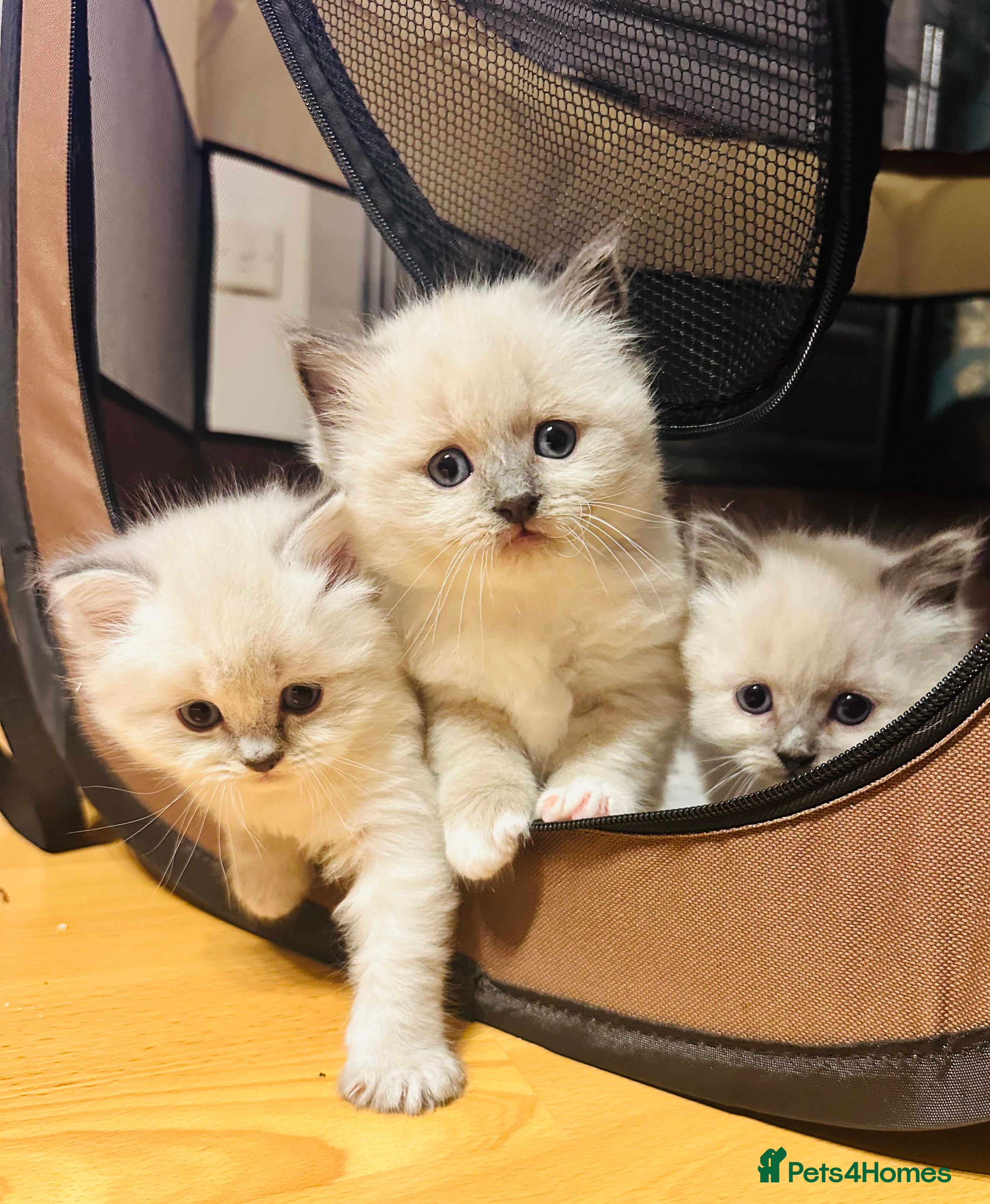 Siberian cats Neva Masquerade × Ragdoll Kittens – Hypoallergenic - Advert 14