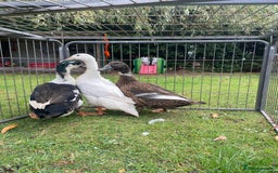 Ducks poultry for sale: Trio of Runner Ducks - Image 4