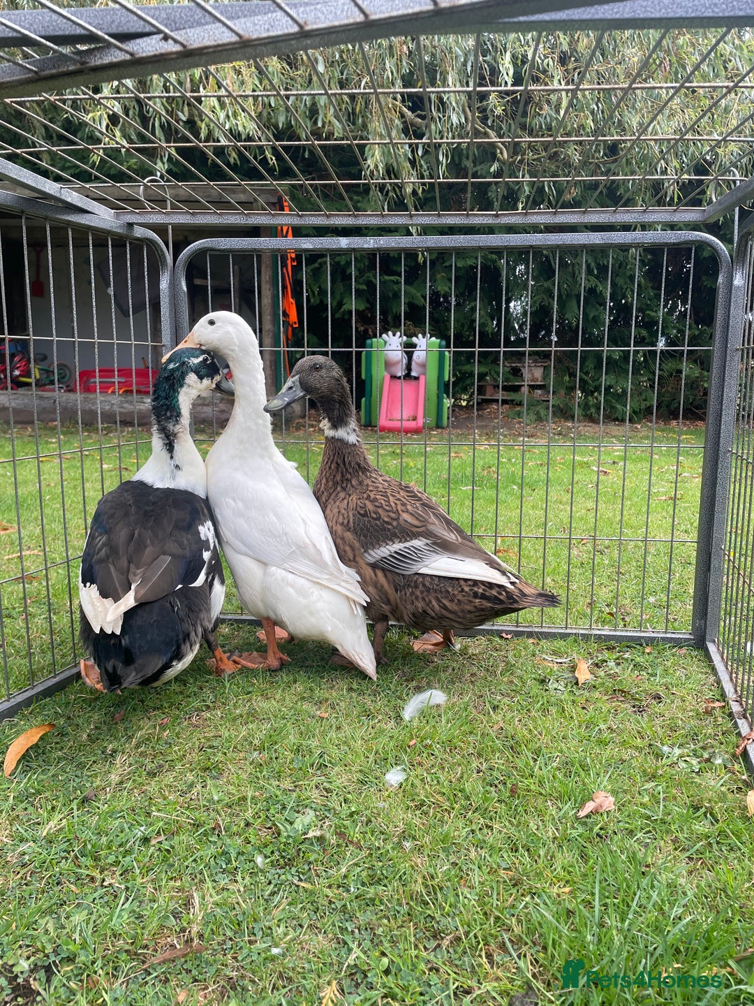 Ducks poultry for sale: Trio of Runner Ducks - Image 4