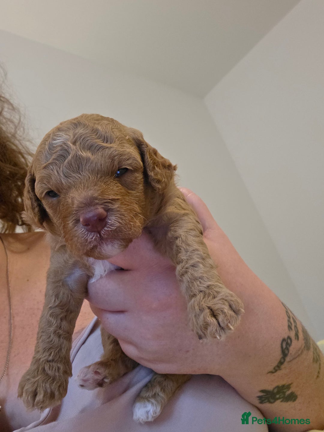 Cockapoo dogs for sale: 3 beautiful f1b cockapoo puppies  - Image 3