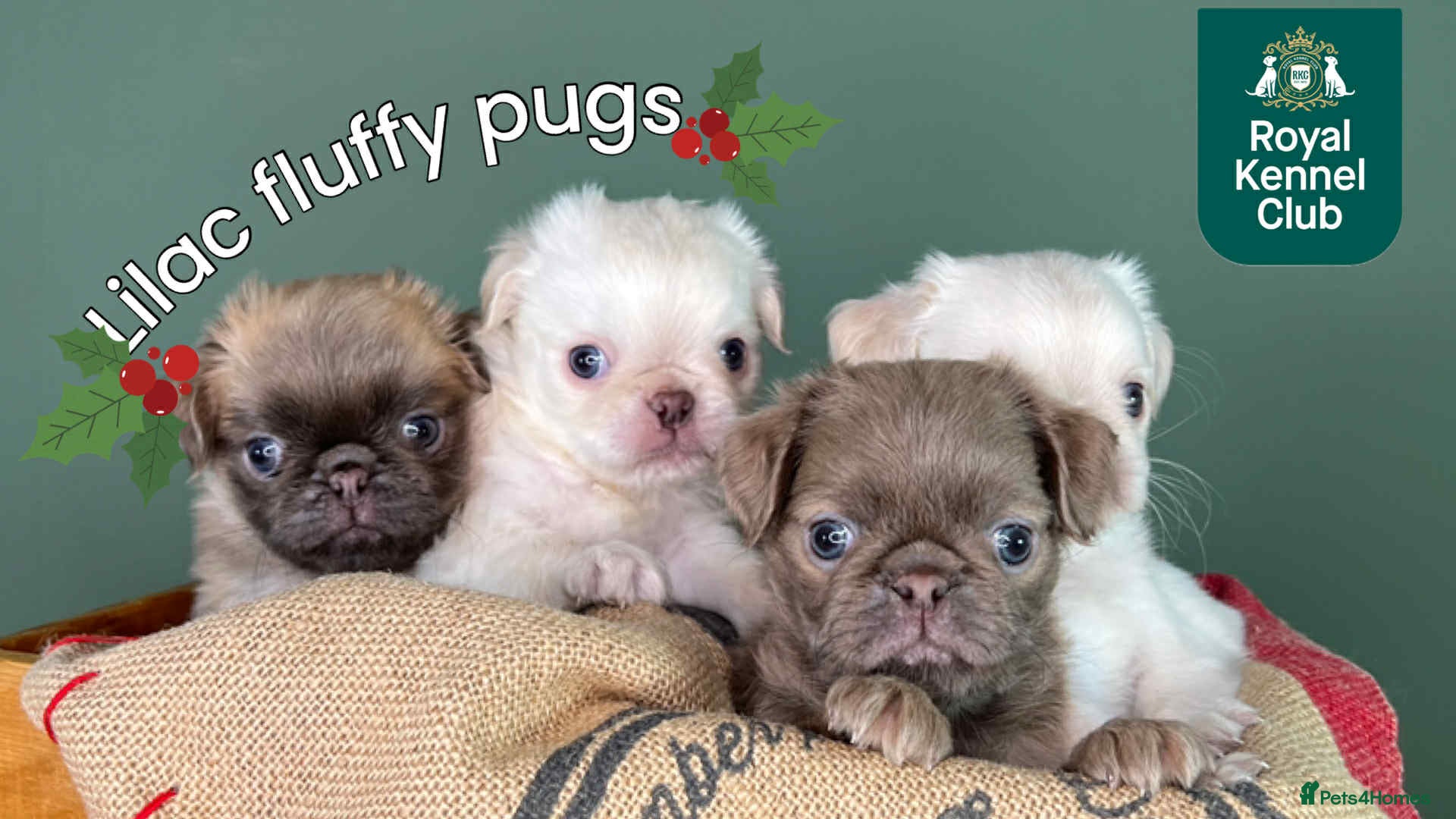Pug dogs fluffy pug puppies  - Advert 1