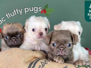 Pug dogs fluffy pug puppies - Advert 2