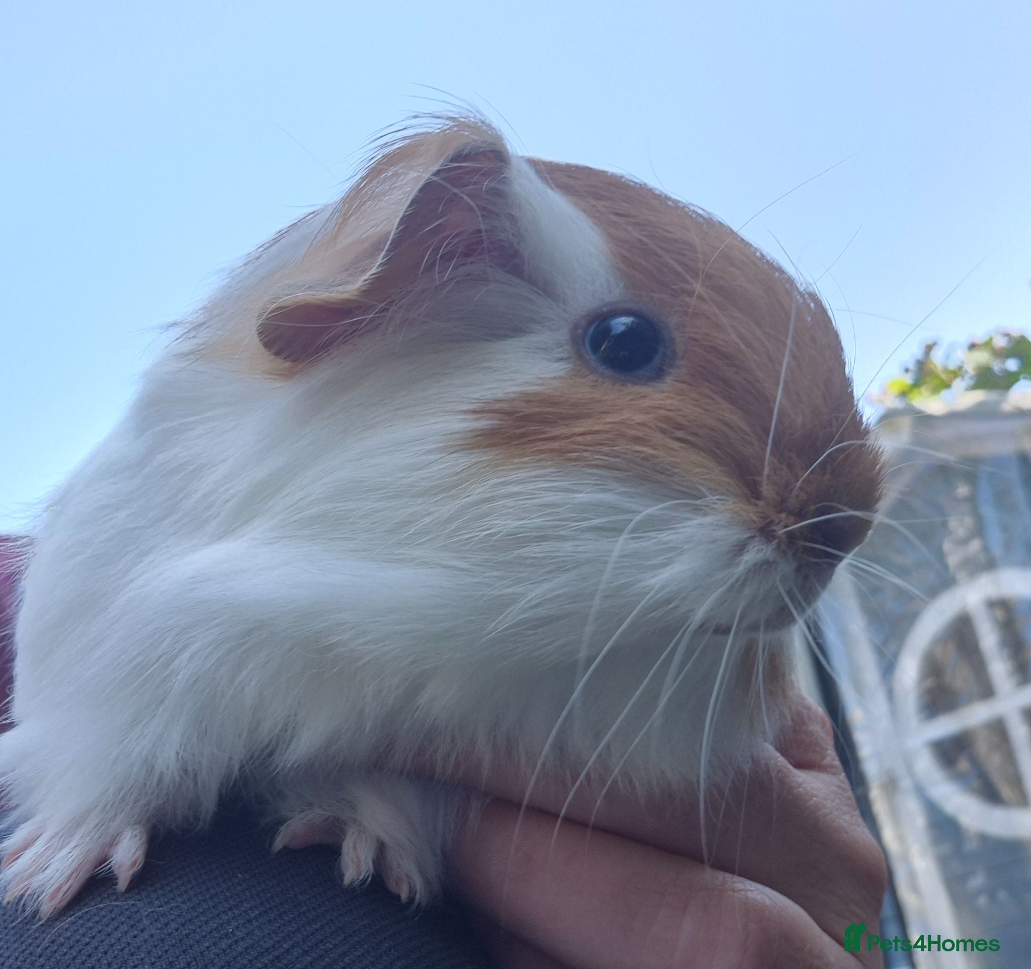 Guinea Pig rodents Beautiful little sheltie boy  - Advert 10