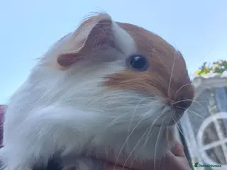 Guinea Pig rodents Beautiful little sheltie boy - Advert 10