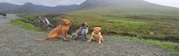 Mixed Breed dogs for sale: ALL REHOMED Vizslador Puppies  - Advert 19