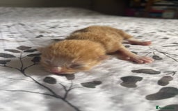 Domestic Shorthair cats for sale: 2 Ginger male kittens available  - Image 21
