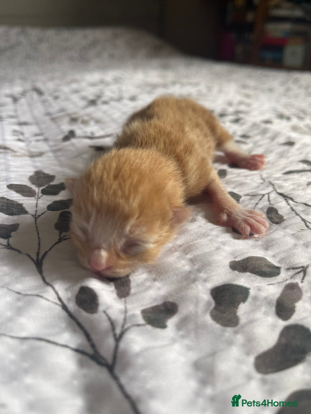 Domestic Shorthair cats for sale: 2 Ginger male kittens available  - Image 21