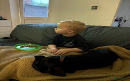 Dachshund dogs for sale: Dachshund - Advert 2