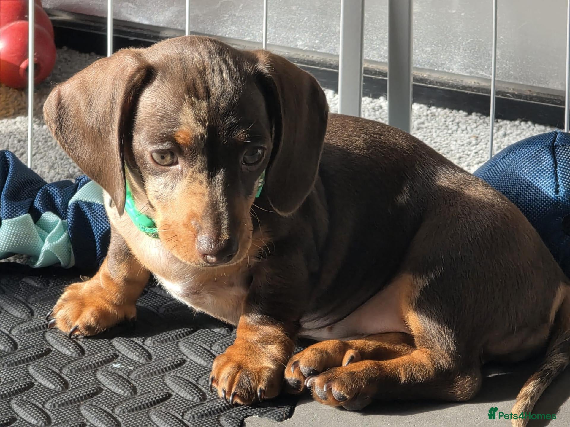 Miniature Dachshund dogs Beautiful miniature dachshund  - Advert 13