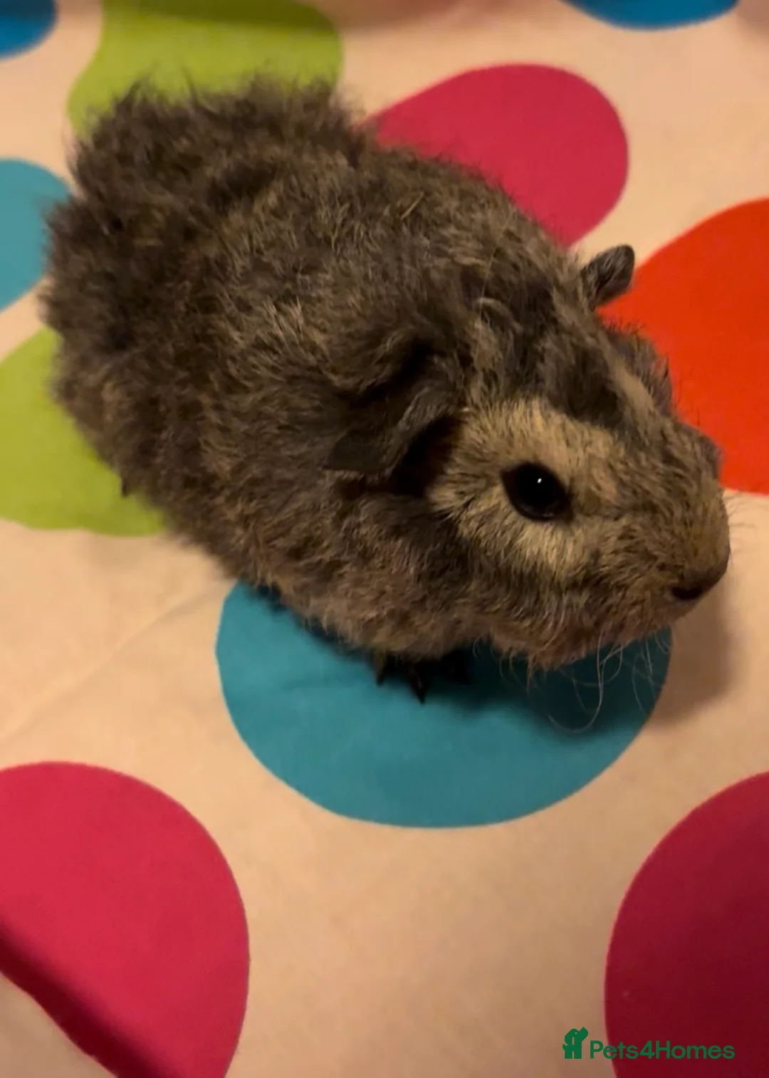 Guinea Pig rodents for sale: Gorgeous Fluffy piggies 3 x Boys - Advert 11