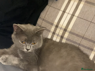 British Shorthair cats British short hair kittens - Advert 2